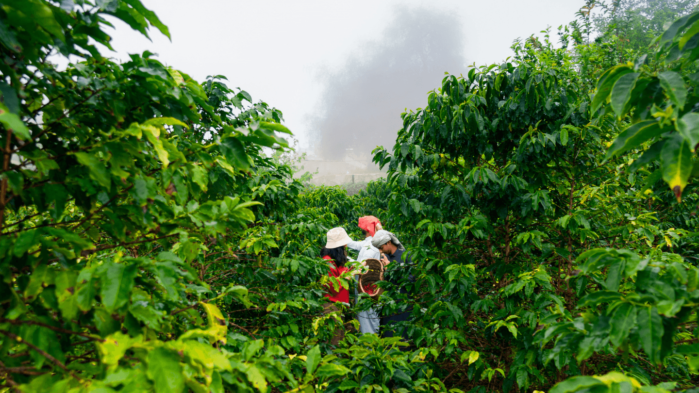Hike in a mysterious village, coffee farm and experience local cuisine