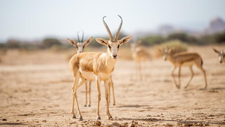 Wildlife and nature tour in Al-Hajar
