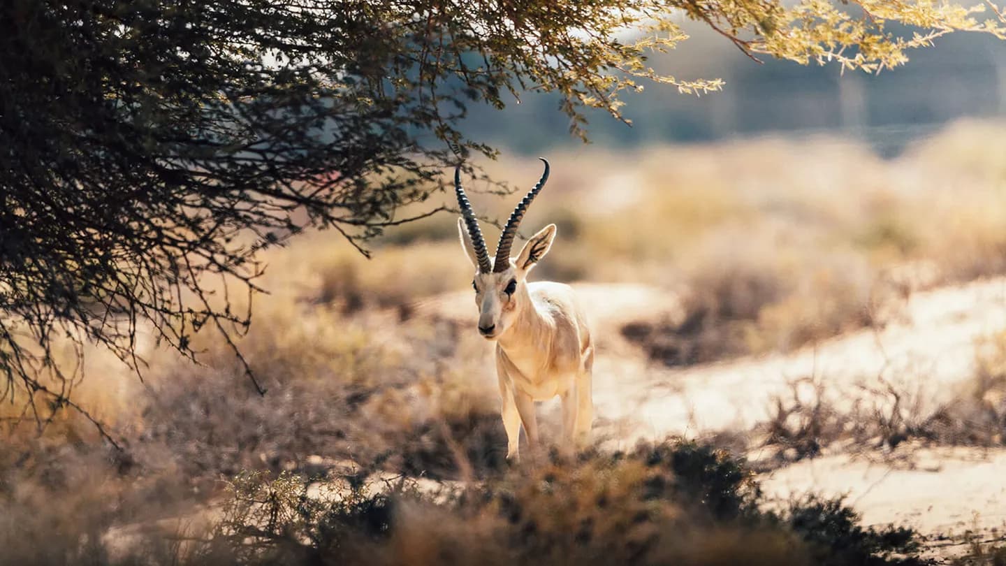 Wildlife and nature tour in Al-Hajar