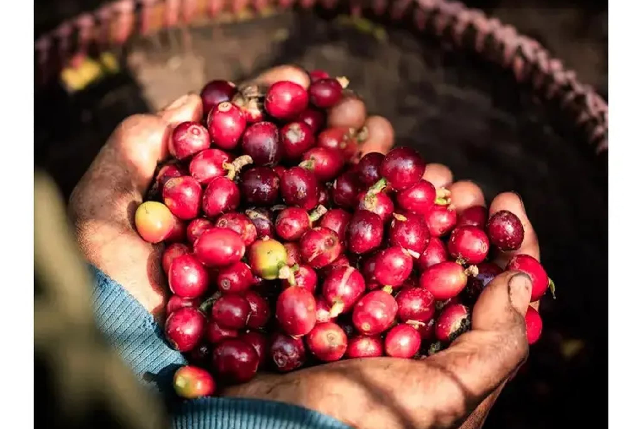 Experience visiting the Asiri coffee farms in Rijal Almaa