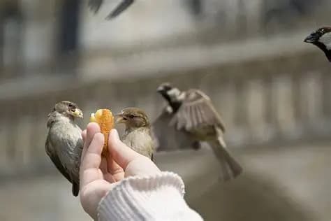 Feeding deer and birds