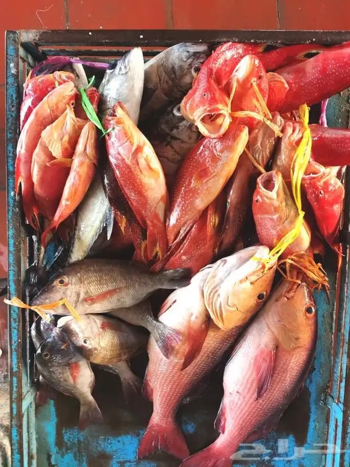A fishing trip by boat in the middle of the Red Sea