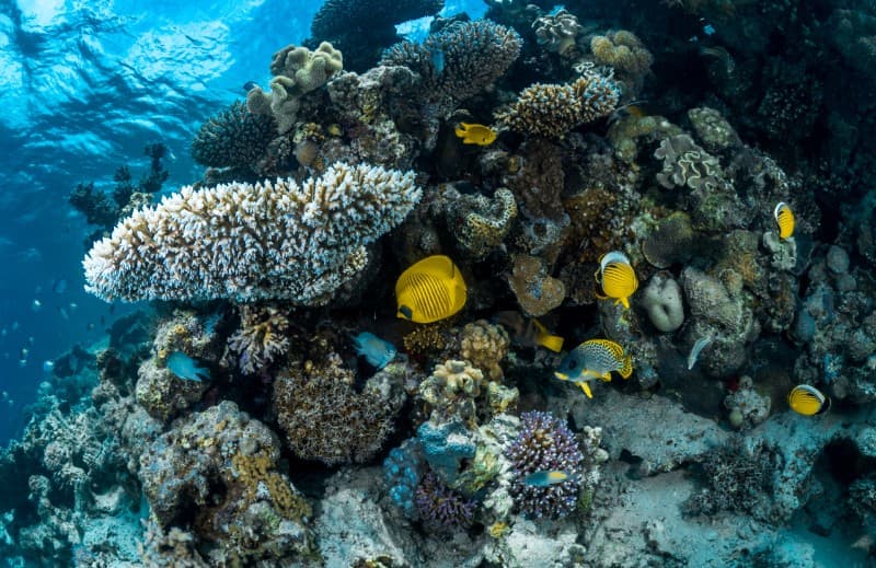 Exploratory diving with a professional instructor and an underwater photography experience