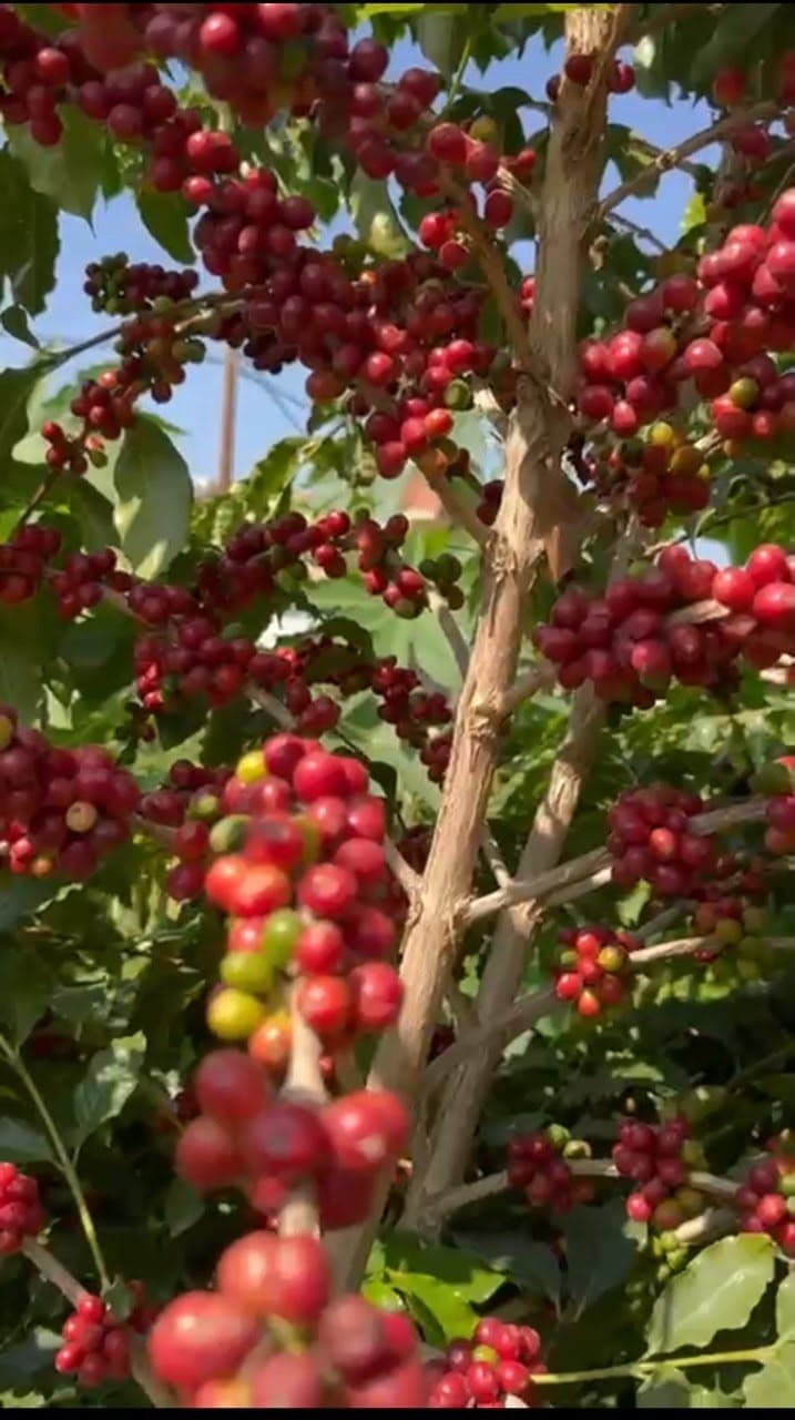 أسرار جبل شدا: رحلة عبر التاريخ والطبيعة والأساطير