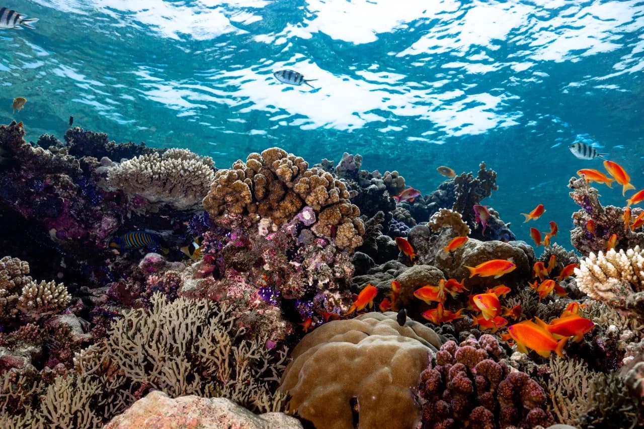 diving experience in Al-Khobar